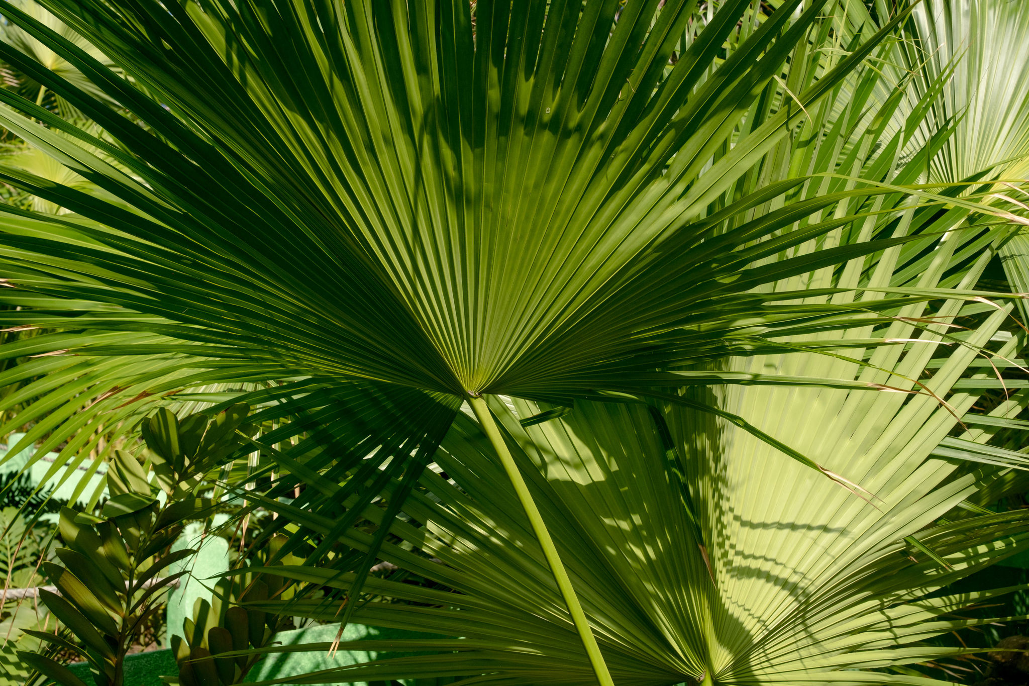 Palm leaf closeup
